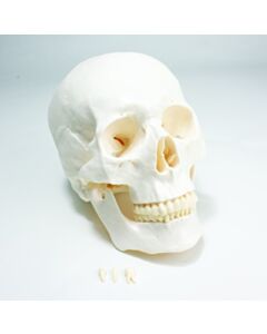 United Scientific Economy Skull