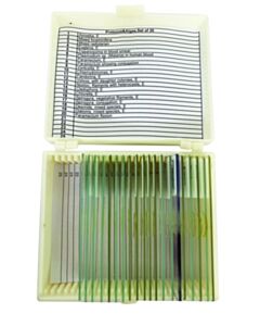 United Scientific Protozoa & Algae Slide Set Set Of 20