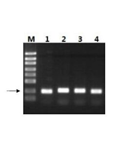 GenScript M-Mulv Reverse Transcriptase; 40000 U